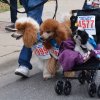 dog walk 2013-5126